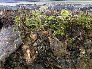 GEXラクテリアで作るイモリウムの途中経過。