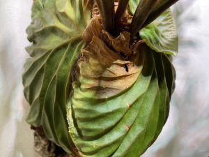 黒い傷跡があったリドレイの現在。