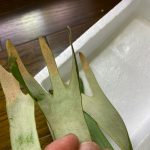 P.willinckiiの胞子培養を始めました！！！