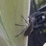 カメムシってビカクシダの汁を吸うの?