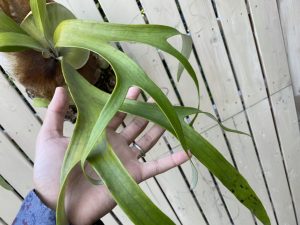 P.veitchii green の成長記録、2年後。