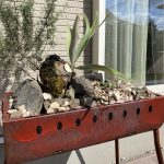 アガベとビカクを寄せ植えにしてみました...