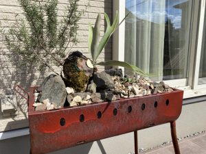 アガベとビカクを寄せ植えにしてみました...