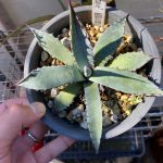 アガベ「屈原の舞扇」の2年後。子株出たぞお！