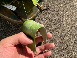 ビカクシダ、貯水葉の形を矯正する。②