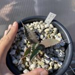 アガベ・チタノタがようやく動き出しました。