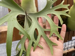 いんどねし子がたまりません...