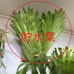 ビカクシダの水やり「ドボン」について考えてみる。