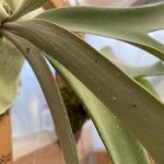 ビカクシダに付く白い粒は何？