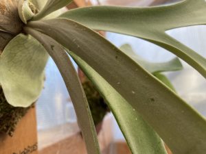 ビカクシダに付く白い粒は何？