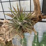 紅葉するイオナンタさんに癒された朝。