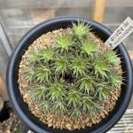 デウテロコニア ブレビフォリア ssp. クロランサの成長記録。≪約２年半後≫