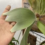 P.Andinumをお迎えしてもうすぐ2年が経ちます。