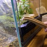 イモリ用のピンセットを購入しました。