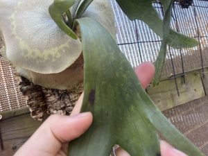 ビカクシダの屋外管理はマイマス〇度まで。