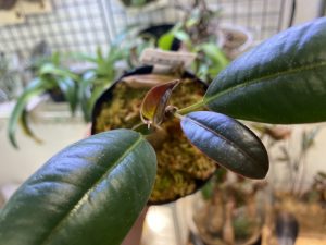 100均ゴムの木の種類はこれかな？？