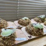 小さ過ぎる子株を外してしまう理由。