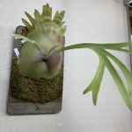 P.Namiの半年後。