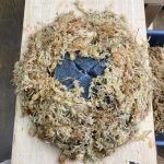 Epiwebを使ってビカクシダを板付するぞ。