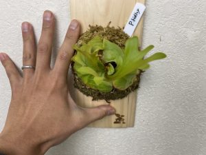 【約3年後】リドレイの胞子培養を始めてからようやく...