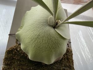 P.willinckii 'Celso' Tatsutaの2年後。