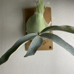 P.OMOの成長記録。約1年3か月後。