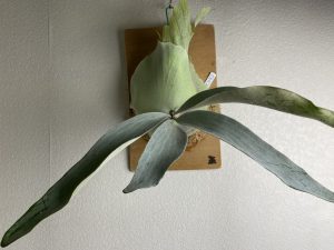 P.OMOの成長記録。約1年3か月後。