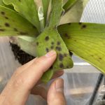 ビカクシダの黒点が出た時にすることは?