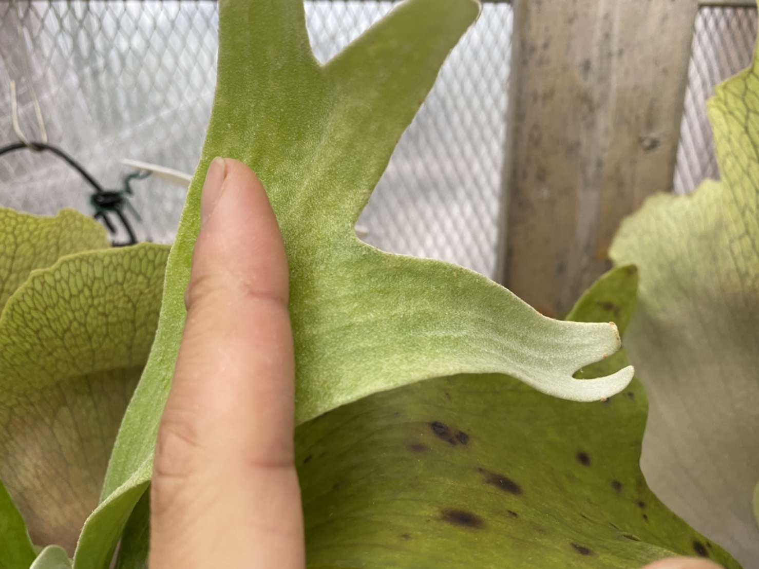 ビカクシダの黒点が出た時にすることは