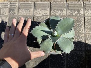 アガベ・ポタトルム”キャメロンブルー”の植え替え。