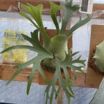 ねし子の貯水葉は伸びる。