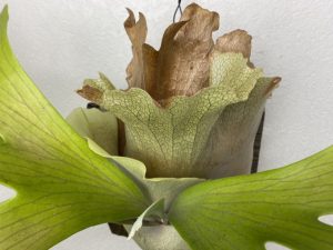 P.hilliiの板付から2年後。