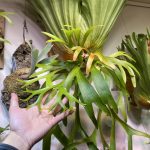 P.coronariumのミャンマー産が胞子を付けました。