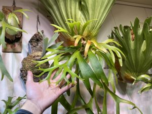 P.coronariumのミャンマー産が胞子を付けました。