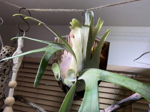 ビカクシダ　P. willinckii cv. Aydan 子株 ビカクシダ P. willinckii cv. Aydan 子株 - メルカリ