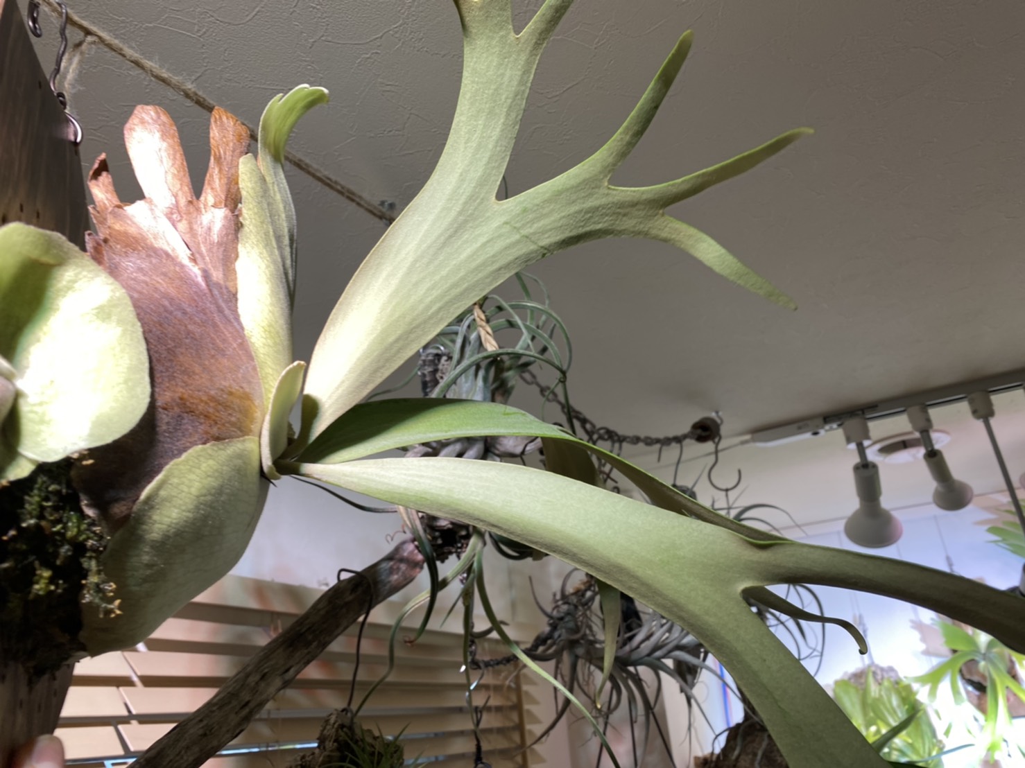 美しのワイルド種 P Willinckii Cv Ionicの約1年後