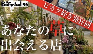 告知【本日22時YouTubeプレミア公開】巨大ビカク玉との出会い。