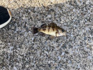 海辺つり公園でメバルが釣れたぞおお！！