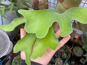 これが私のP.hillii cv.Panamaです。