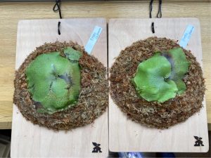 P.hillii cv.Panamaの板替えと株分け。