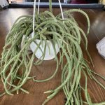 リプサリス・ホリダをお迎えしました。