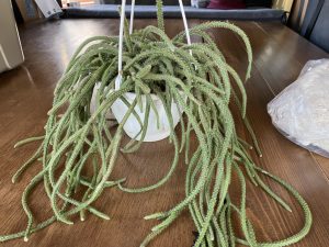 リプサリス・ホリダをお迎えしました。