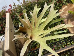 春の日射しで葉焼けするビカクシダ。