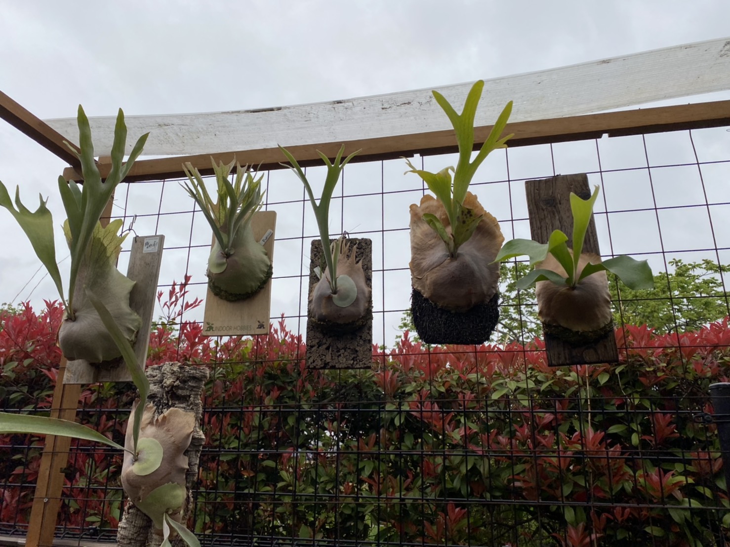 梅雨対策 ビカクシダの雨よけをdiyしたぞ