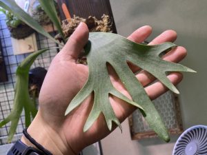 ビカクシダ「P.wendy frank」をお迎えしたぞ！！