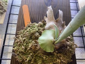 貯水葉の尖るP.veitchiiをお迎え。