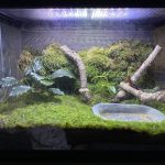 コツボゴケで作るイモリウム。