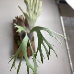 ビカクシダ・ウィリンキーの板替えから1年後。