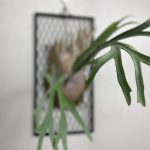 不調ビカクシダの回復記録。