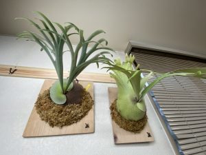 P.willinckii cv.ionicの板替え。